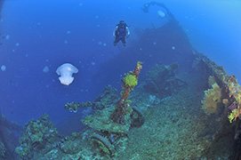 Des platax à longues nageoires devant une épave de dhoni – Maldives