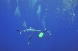 Des platax à longues nageoires devant une épave de dhoni – Maldives