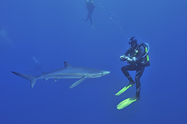 Des platax à longues nageoires devant une épave de dhoni – Maldives